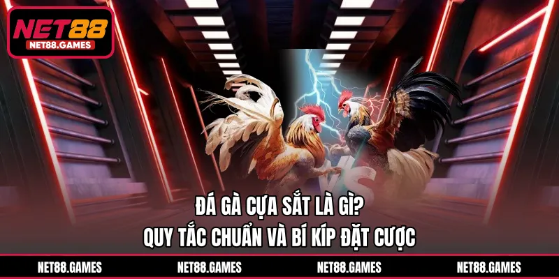 Đá Gà Cựa Sắt Là Gì? Quy Tắc Chuẩn Và Bí Kíp Đặt Cược