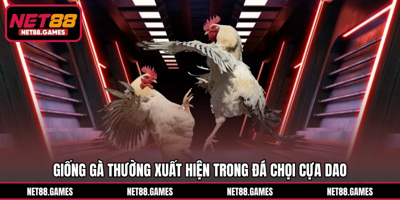 Giống gà thường xuất hiện trong đá chọi cựa dao