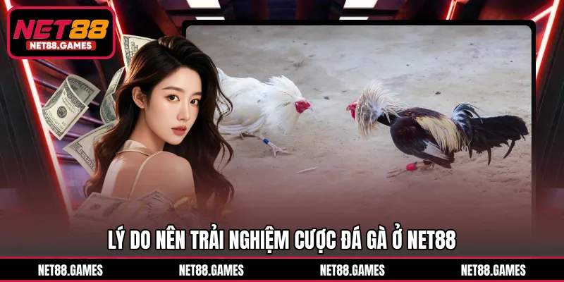 Lý do nên trải nghiệm cược đá gà ở NET88