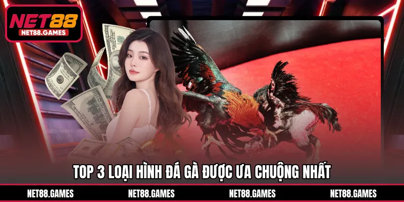 Top 3 loại hình đá gà được ưa chuộng nhất